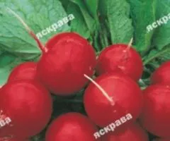 Редиска Заря 3 г, Семена овощей, 20 шт.