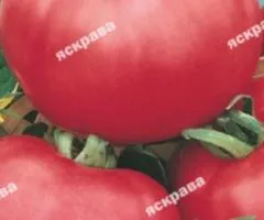 Томат Мікадо рожевий 0.1 г, Насіння овочів, 20 шт.
