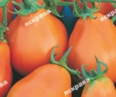 Томат Трюфель жовтий 0.1 г, Насіння овочів, 20 шт.