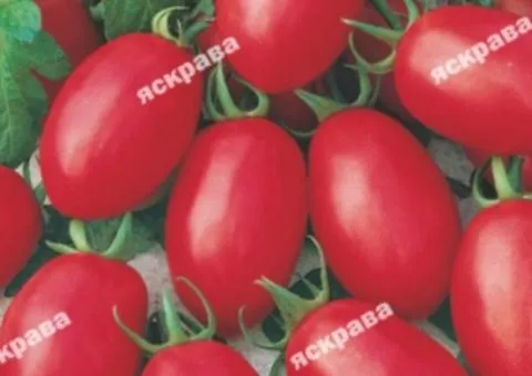 Томат Чіо-Чіо-Сан 0.1 г, Насіння овочів, 20 шт.