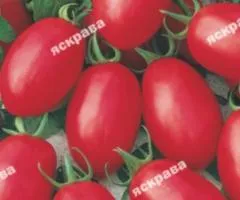 Томат Чіо-Чіо-Сан 0.1 г, Насіння овочів, 20 шт.