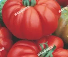 Томат Шапка Мономаха 0.1 г, Насіння овочів, 20 шт.
