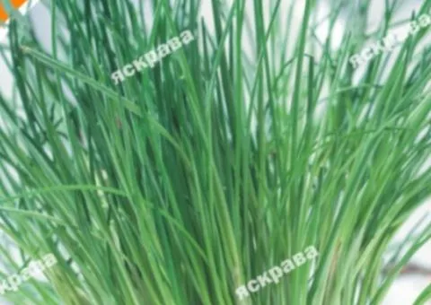 Chive (cutting) 1 g, Vegetable seeds, 20 pcs