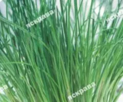 Chive (cutting) 1 g, Vegetable seeds, 20 pcs