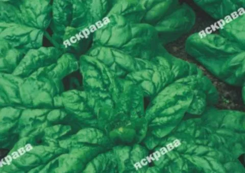 Spinach Matador 2 g, Seeds, 20 pcs