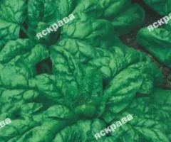 Spinach Matador 2 g, Seeds, 20 pcs