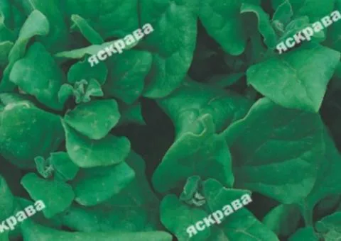 New Zealand Spinach 1 g, Seeds, 20 pcs