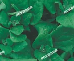 New Zealand Spinach 1 g, Seeds, 20 pcs