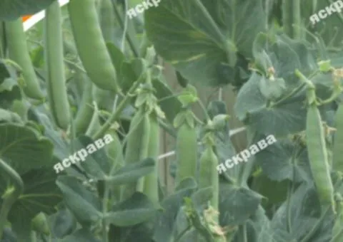 Pea 'Telephone' 20 g, Vegetable Seeds, 10 pcs