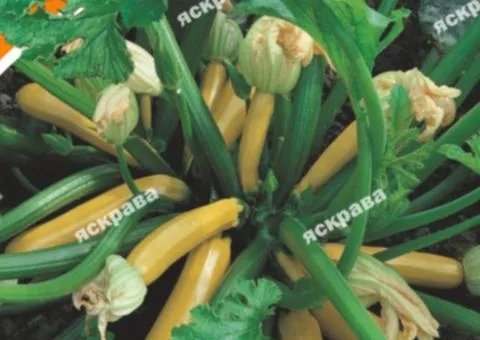 Zucchini Svitozar 20 g, Vegetable Seeds, 10 pcs.