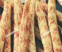 Квасоля кущова Ластівка 30 г, Насіння овочів, 10 шт.