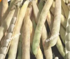 Квасоля кущова Мавка 30 г, Насіння овочів, 10 шт.