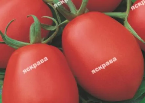 Томат Іскорка 3 г, Насіння овочів, 10 шт.