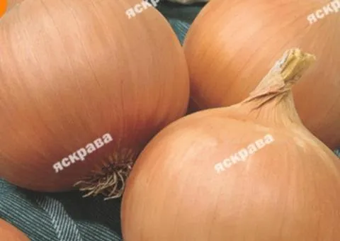 Onion Volsky 8 g, Vegetable seeds, 10 pcs