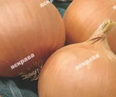 Onion Volsky 8 g, Vegetable seeds, 10 pcs