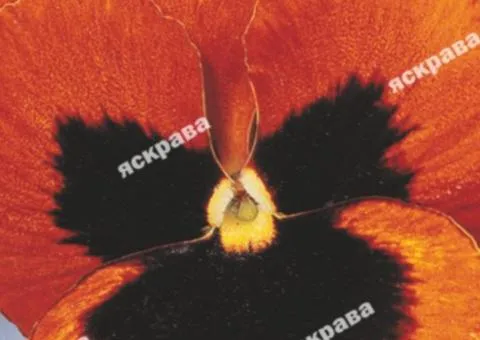 Viola Magiya 0.1 g, Flower Seeds, 20 pcs.
