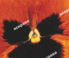 Viola Magiya 0.1 g, Flower Seeds, 20 pcs.
