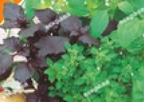 Basil Indoor mixed varieties 0.2 g, Seeds, 20 pcs