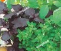 Basil Indoor mixed varieties 0.2 g, Seeds, 20 pcs