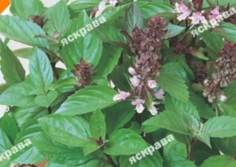Basil Lemon 0.2 g, Seeds, 20 pcs