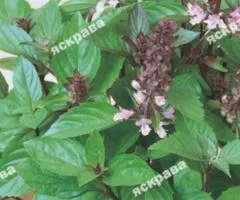 Basil Lemon 0.2 g, Seeds, 20 pcs