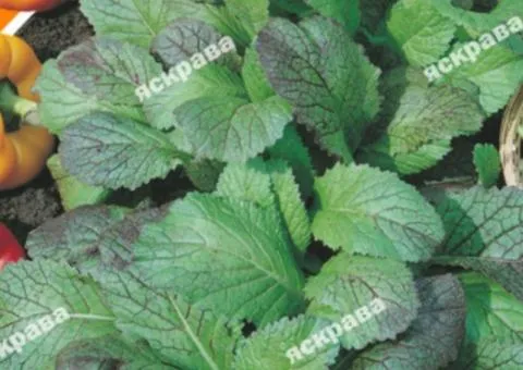 Mustard salad "Yadryona" 2 g, Seeds, 20 pcs.