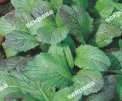 Mustard salad "Yadryona" 2 g, Seeds, 20 pcs.