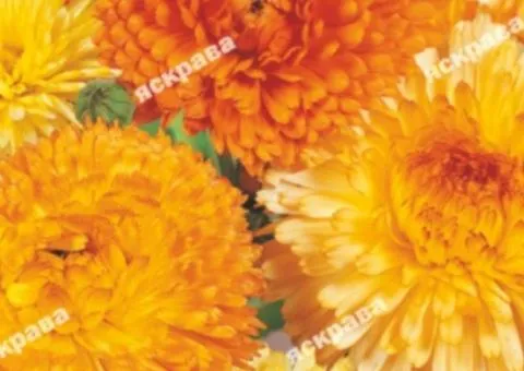 Calendula mix 0.2 g, Flower seeds, 20 pcs