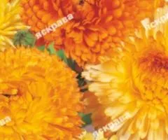 Calendula mix 0.2 g, Flower seeds, 20 pcs
