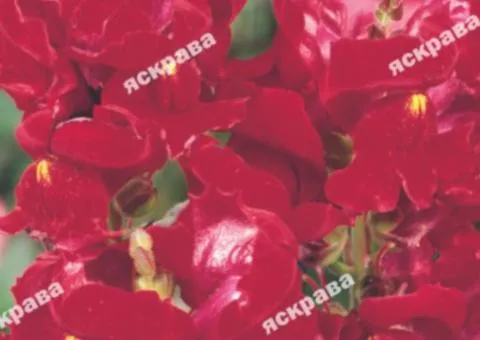 Snapdragon Red 0.2 g, Flower Seeds, 20 pcs