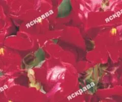 Snapdragon Red 0.2 g, Flower Seeds, 20 pcs