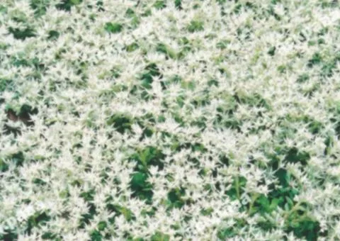 Sedum (Ocitok) 0.05 g, Flower Seeds, 20 pcs