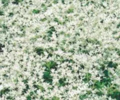 Sedum (Ocitok) 0.05 g, Flower Seeds, 20 pcs