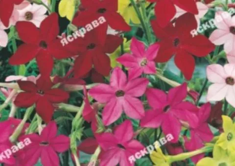 Fragrant tobacco mix 0.2 g, Flower seeds, 20 pcs.