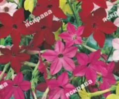 Fragrant tobacco mix 0.2 g, Flower seeds, 20 pcs.