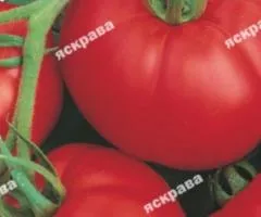 Томат Сибiрський скоростиглий 0.1 г, Насіння овочів, 20 шт.