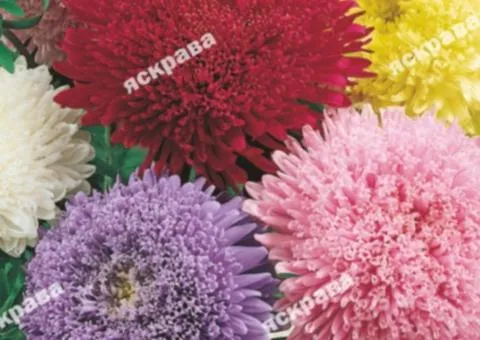 Aster mix Pompon 0.3 g, Flower seeds, 20 pcs