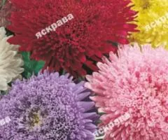Aster mix Pompon 0.3 g, Flower seeds, 20 pcs