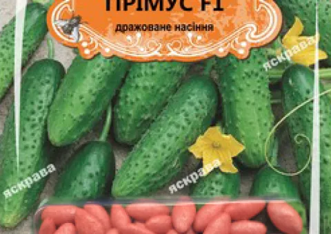 Cucumber for open ground Primus F1 (JAR) 50 seeds (50 pcs), Seeds, 50 pcs