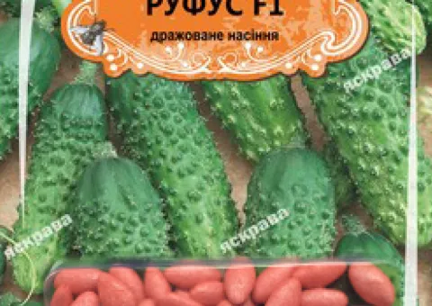 Cucumber gherkin for pickling Rufus F1 (JAR) 50 seeds (50 pcs), Seeds, 50 pcs