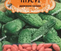 Cucumber gherkin for pickling Titus F1 (JAR) 50 seeds (50 pcs), Seeds, 50 pcs