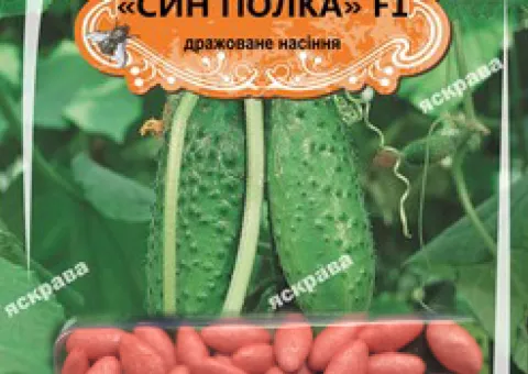 Cucumber gherkin for pickling Syn Polka F1 (JAR) 25-35 seeds (50 pcs), Seeds, 50 pcs