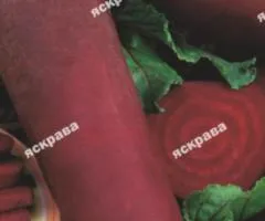 Буряк столовый Риваль 20 г, Семена овощей, 10 шт.