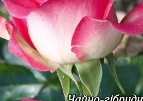 Rose tea-hybrid Morning of Paris class AA, Seedlings, 6 pcs.
