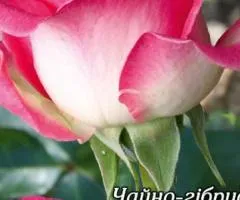 Rose tea-hybrid Morning of Paris class AA, Seedlings, 6 pcs.