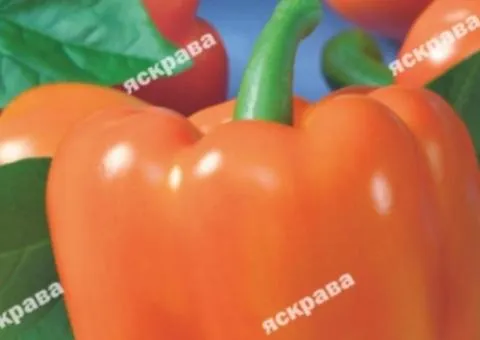 Pepper 'Orange Etude' 0.3 g, Vegetable Seeds, 20 pcs.