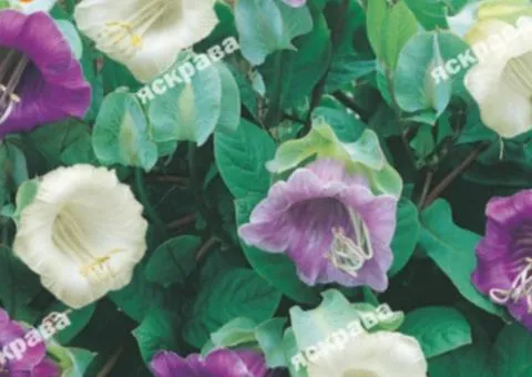 Cobaea mix 0.2 g, Flower seeds, 20 pcs.