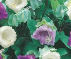 Cobaea mix 0.2 g, Flower seeds, 20 pcs.