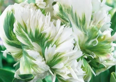 Tulip Parrot Super Parrot 11/12, Bulbs and Corms, 20 pcs