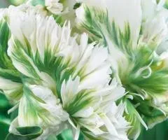 Tulip Parrot Super Parrot 11/12, Bulbs and Corms, 20 pcs